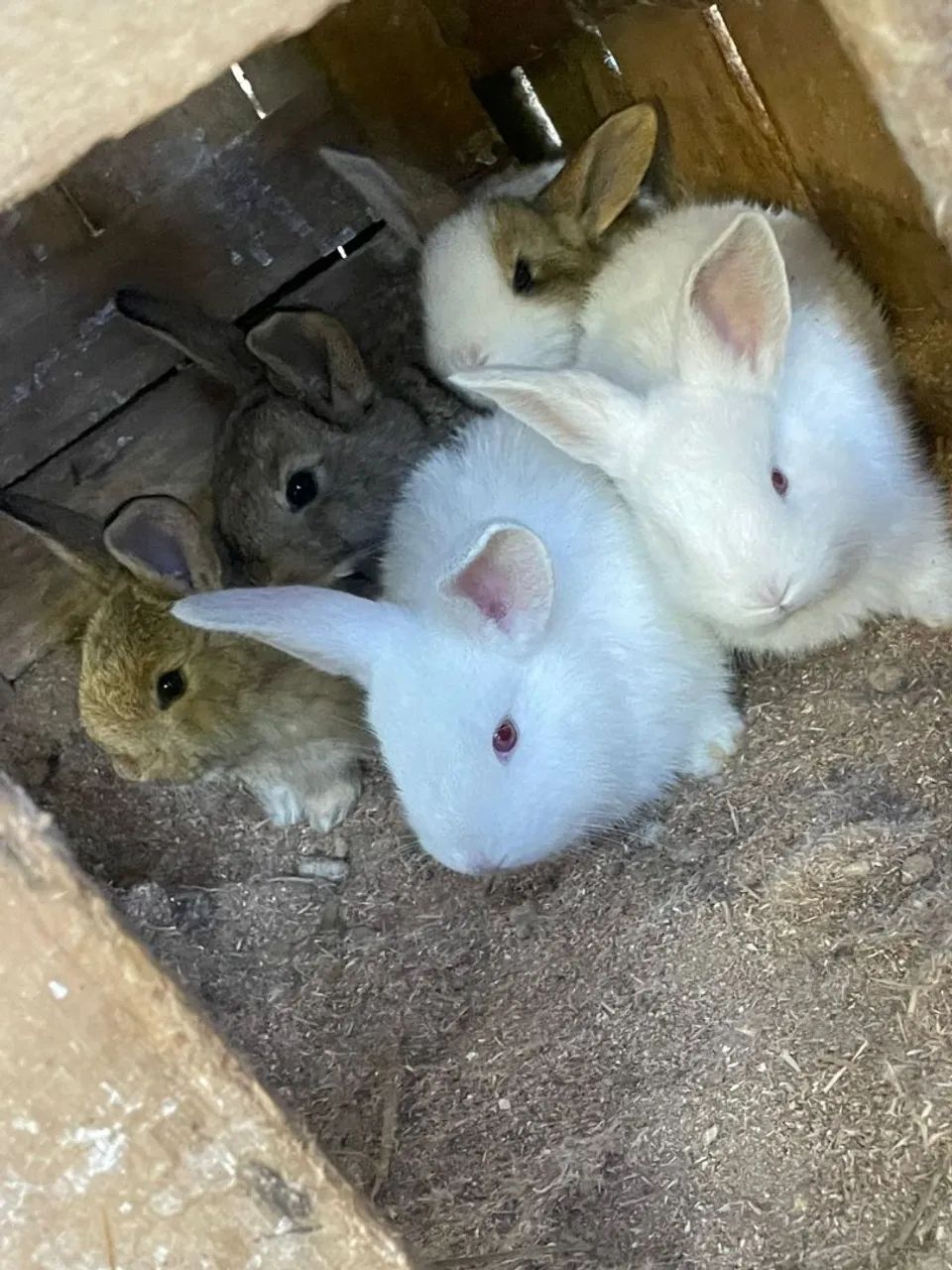 Coelhos  - Foto 2