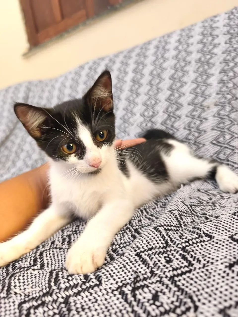 Filhotes para adoção  - Foto 3