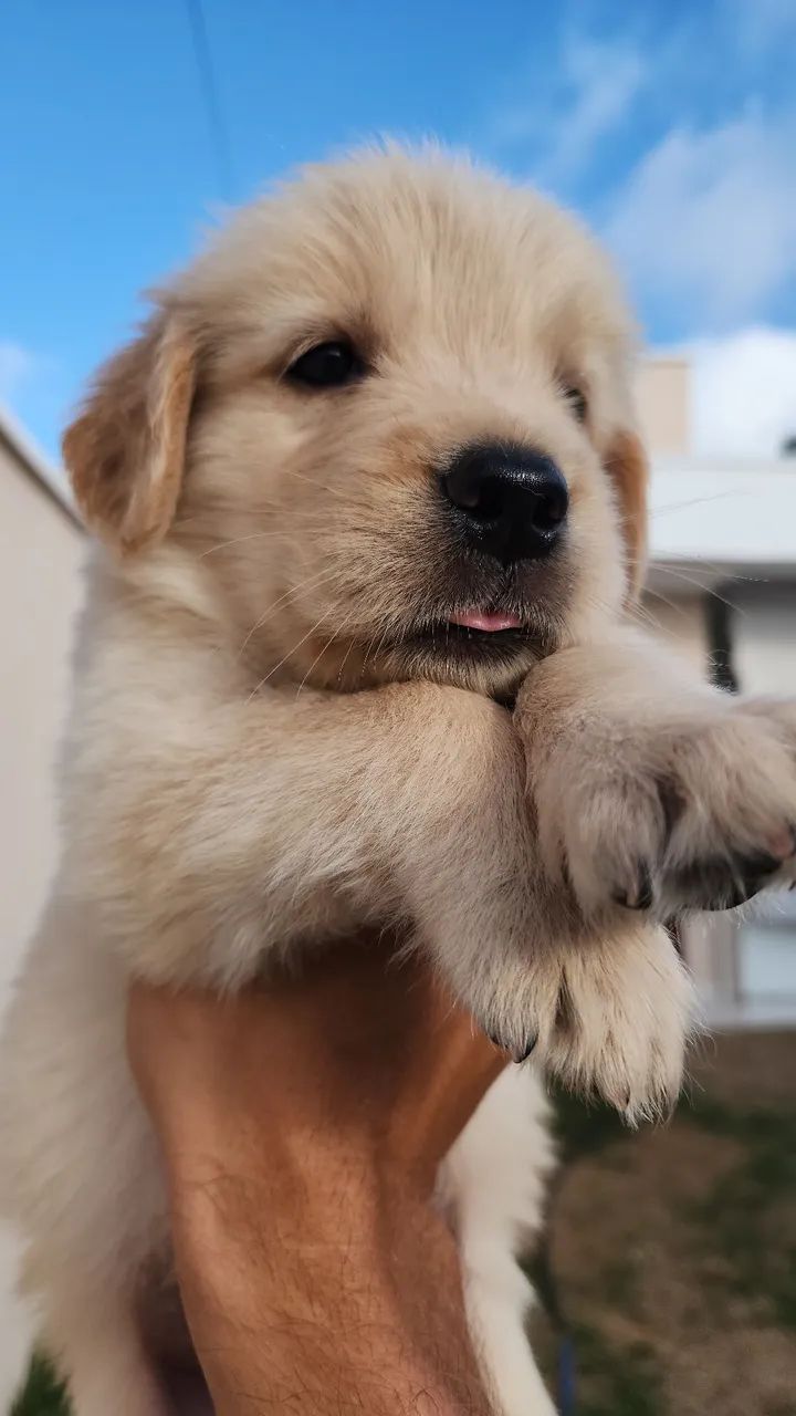 Golden Retriever 