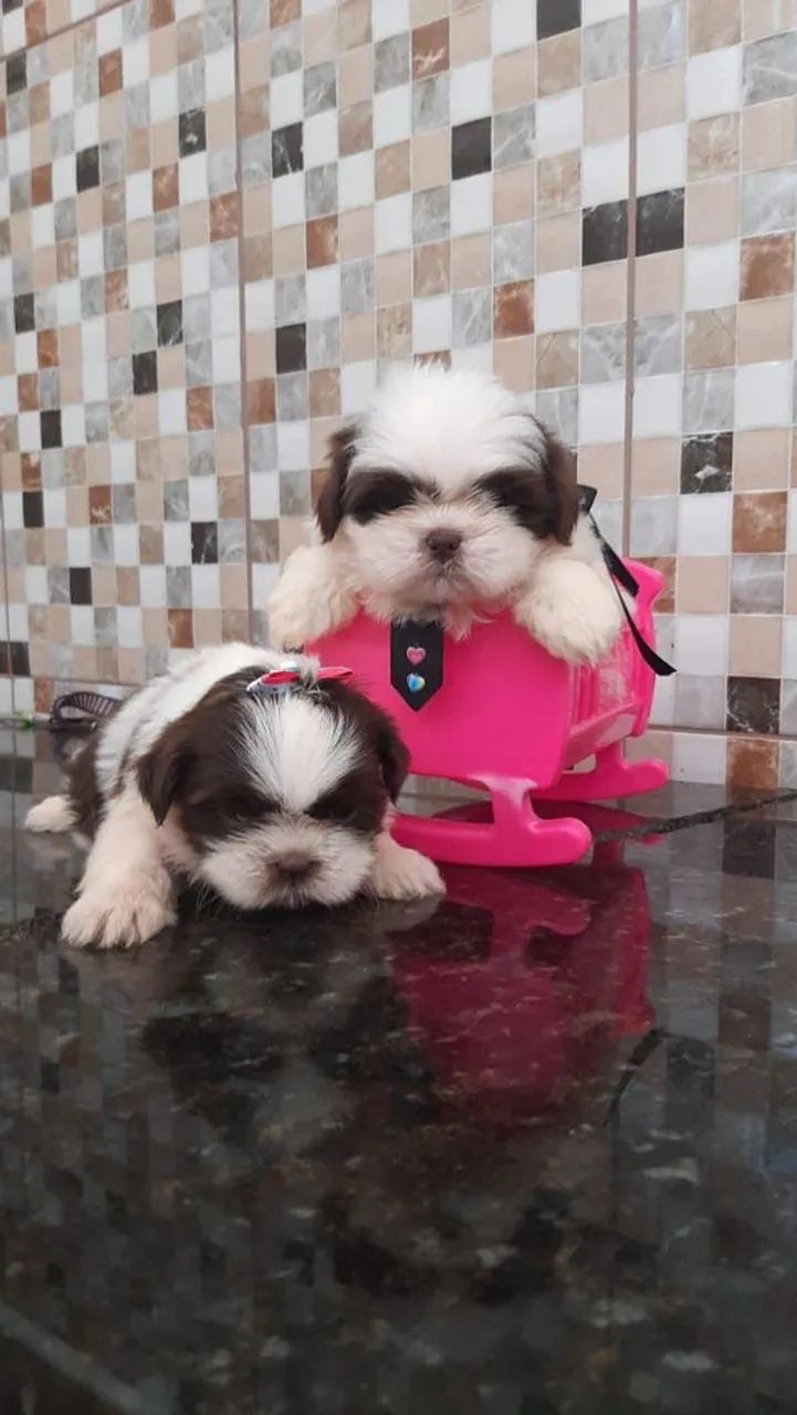 Shih Tzu Mini 