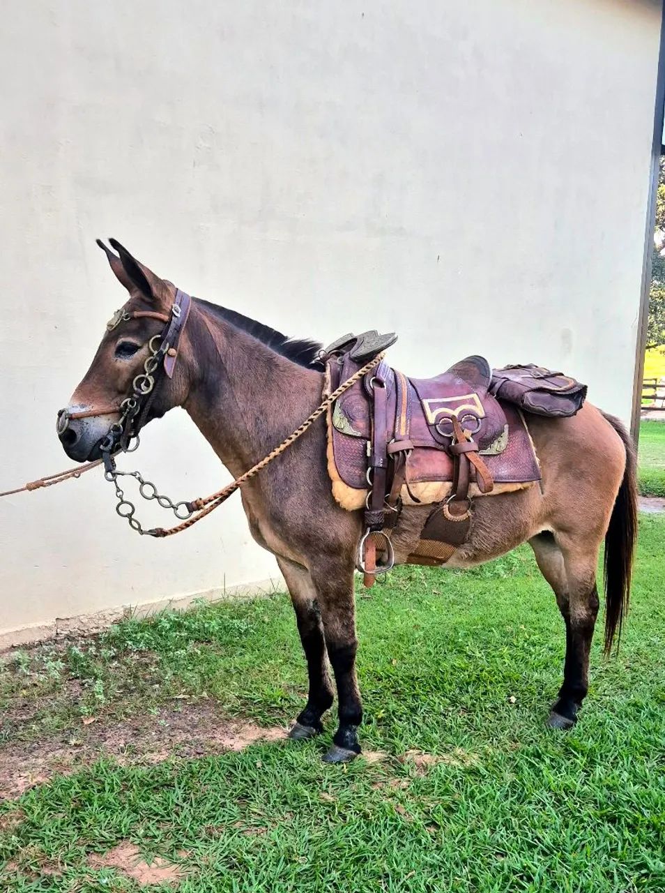 Mini mula para crianças linda parcelado no cartão  - Foto 5