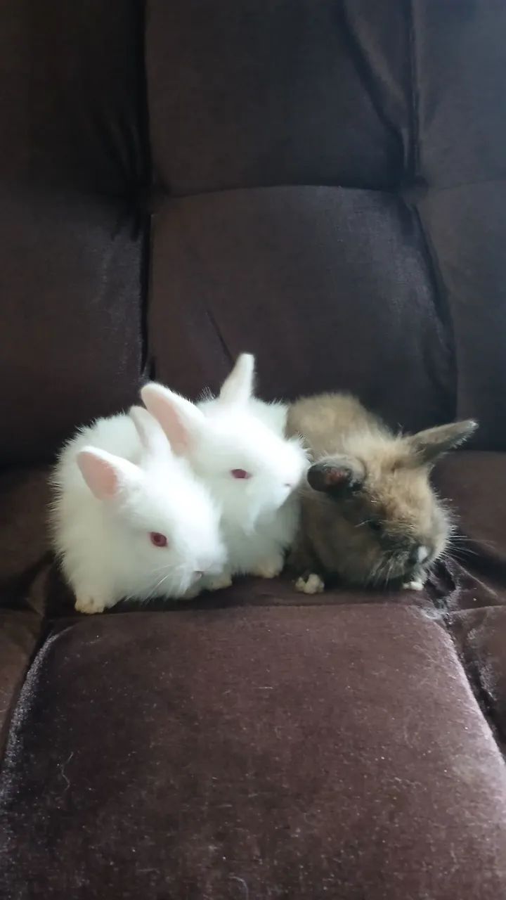 Vendo filhotes de coelho com um mês  - Foto 4