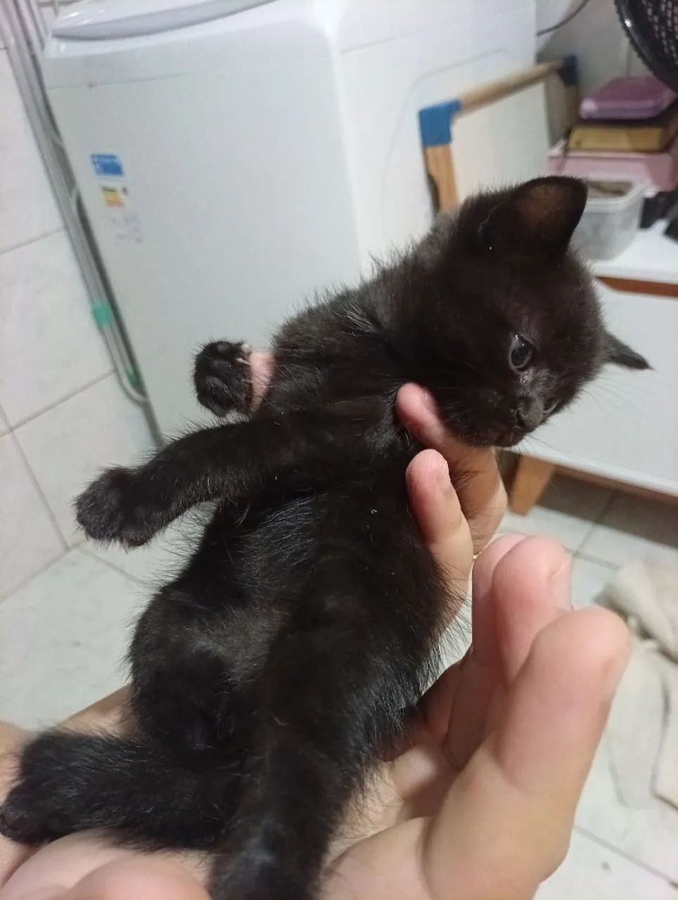 Gatinhos para doação - Foto 3