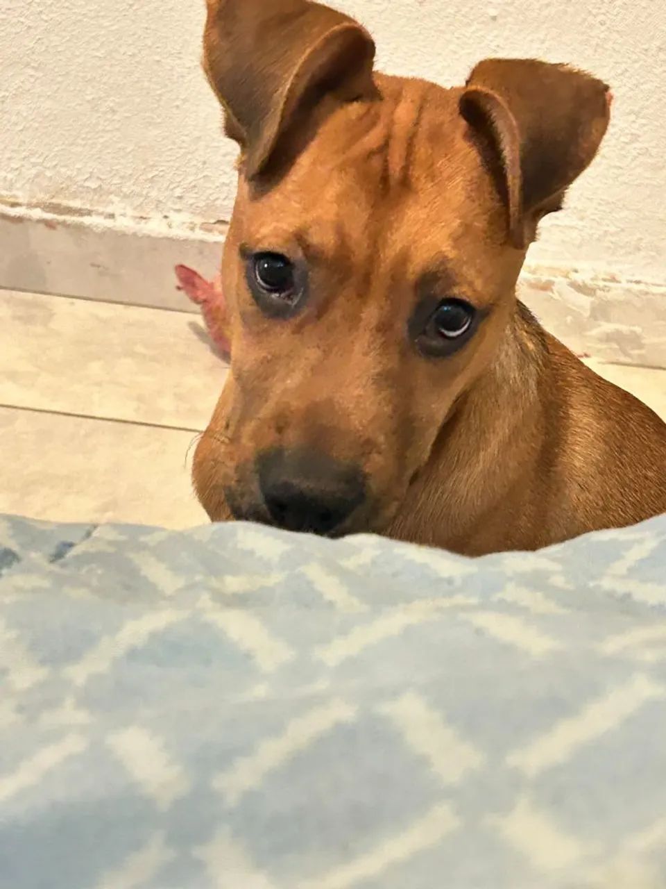 Doação de um cachorro - Foto 2