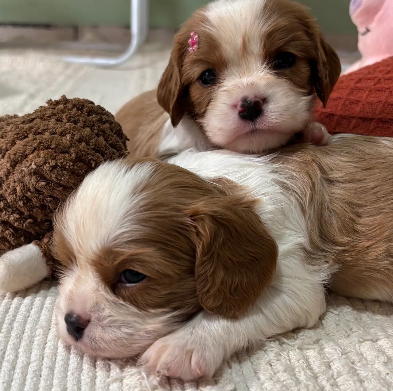Cavalier king  - Foto 5