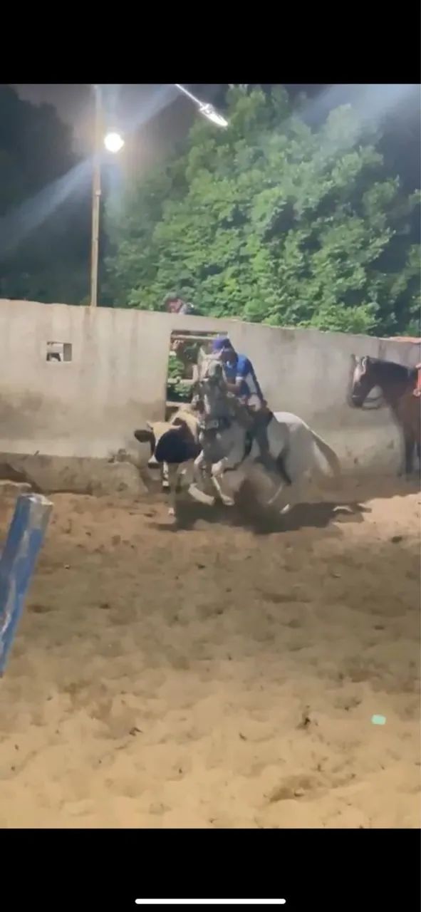 Animal 