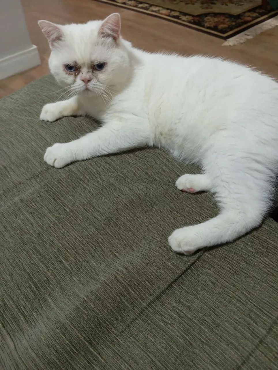 Gato Persa Branco com Olhos Azuis