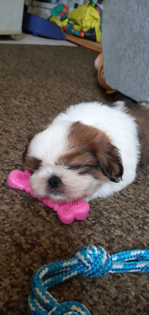 Fêmea Shi Tzu  - Foto 3