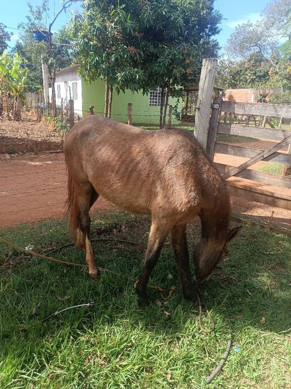 Egua - Foto 2