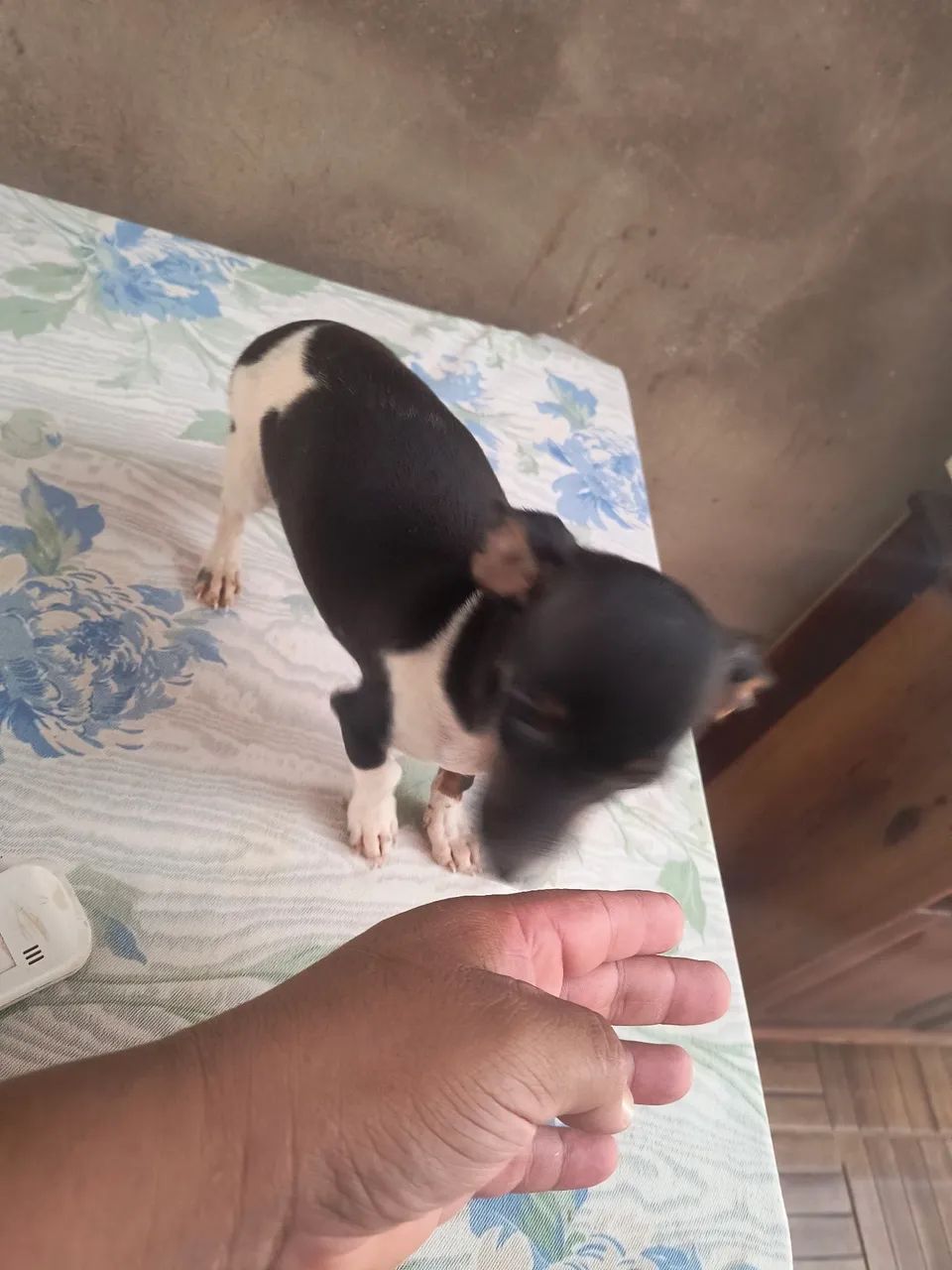 Pincher macho n1  - Foto 5