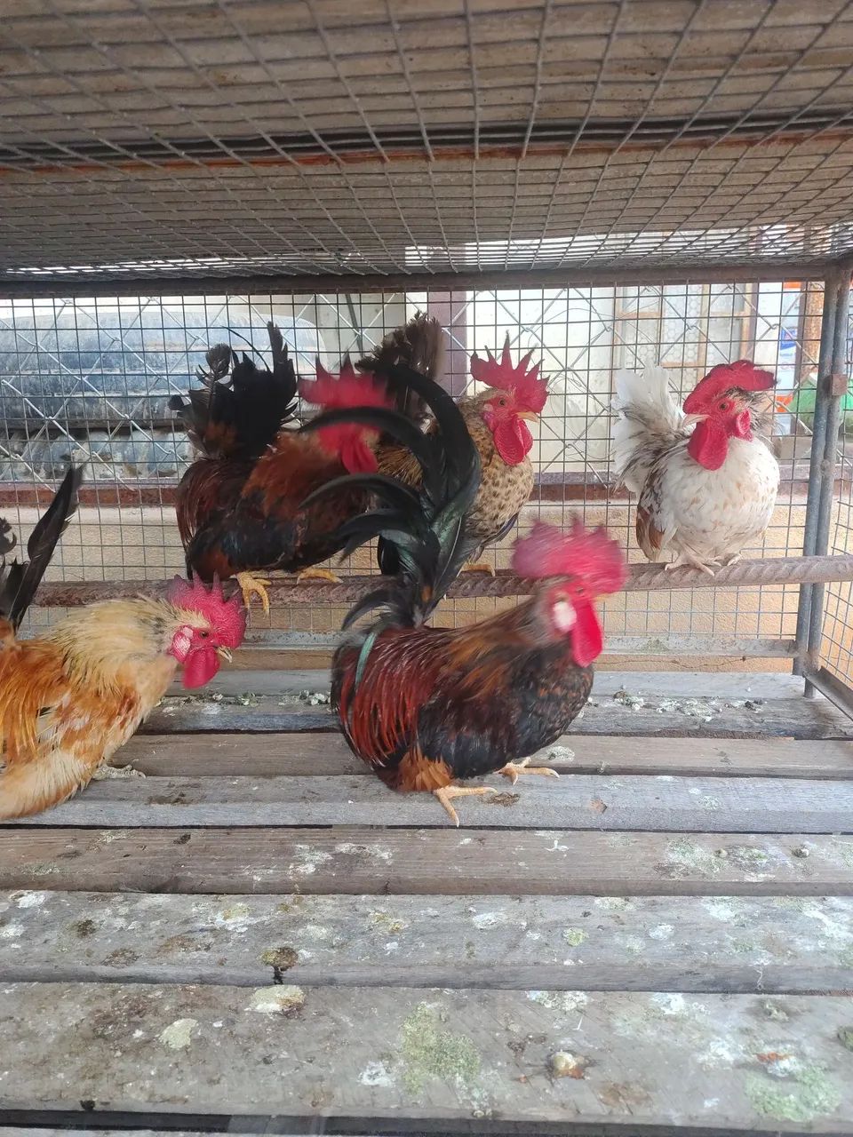 Vende-se galinhos nagazak 