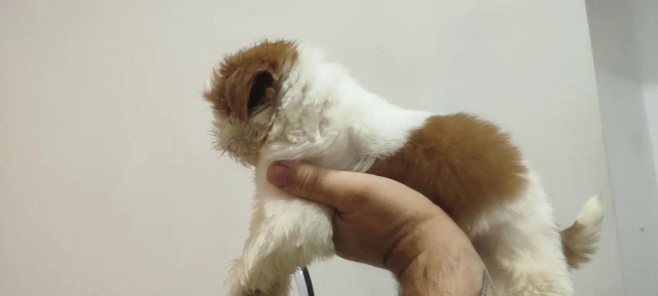 Shitzu mini do mini - Foto 5
