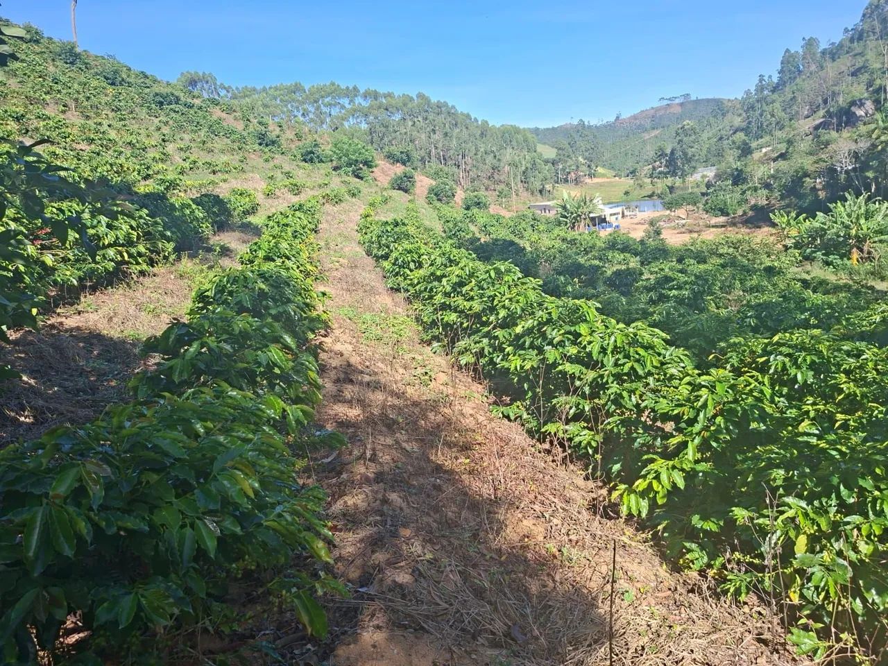 Sítio Produzindo Café - Escriturado - Domingos Martins ES - Foto 4