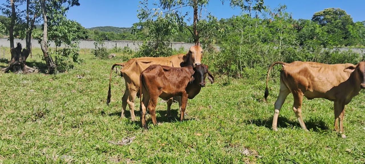 Vendo lote de vacas  - Foto 5