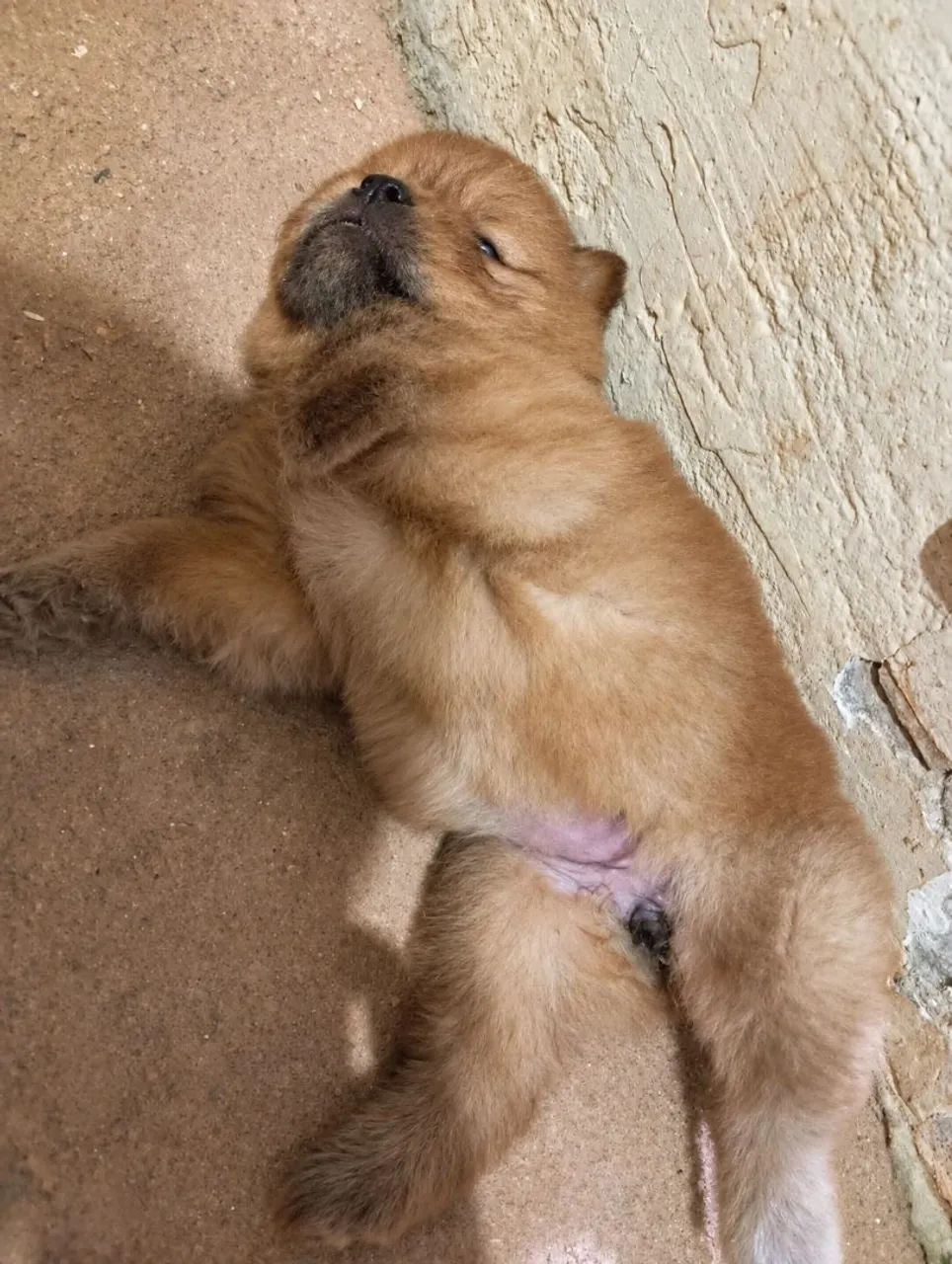 Filhotes de Chow Chow  - Foto 5