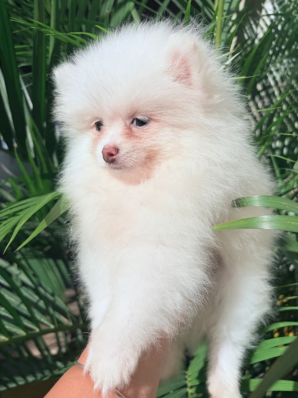 Lulu  - Foto 2