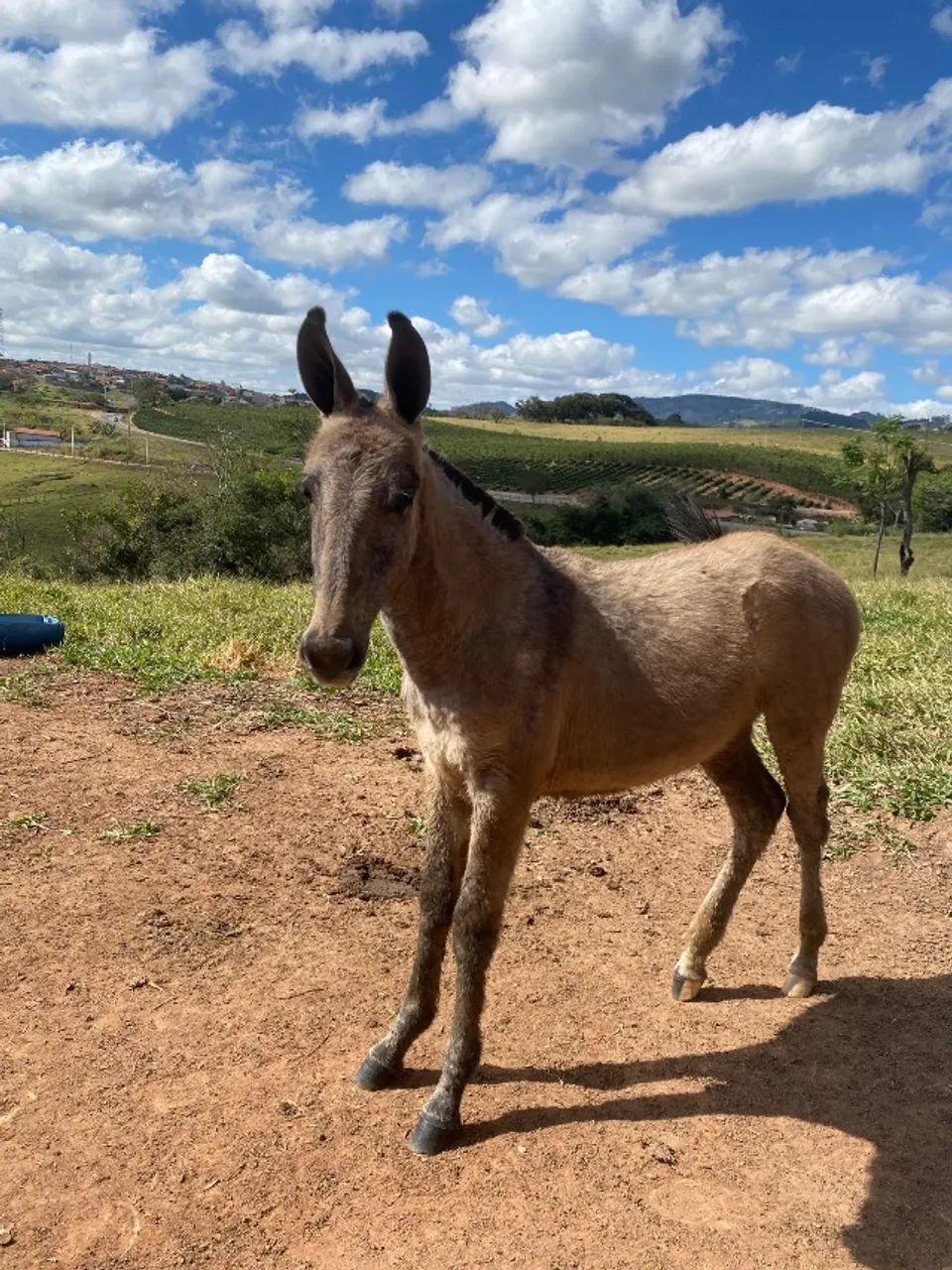 Burro luxo - Foto 3
