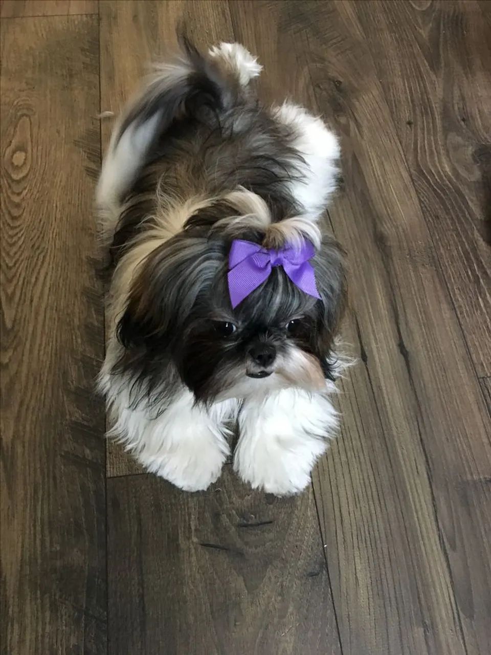 Shih Tzu adorável e carinhoso 