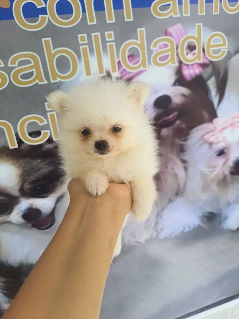 Spitz alemão 