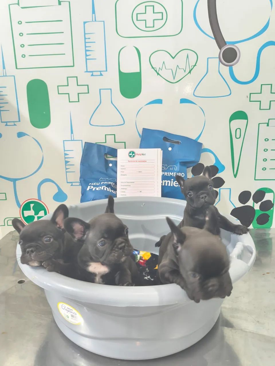 Buldogue francês  - Foto 5