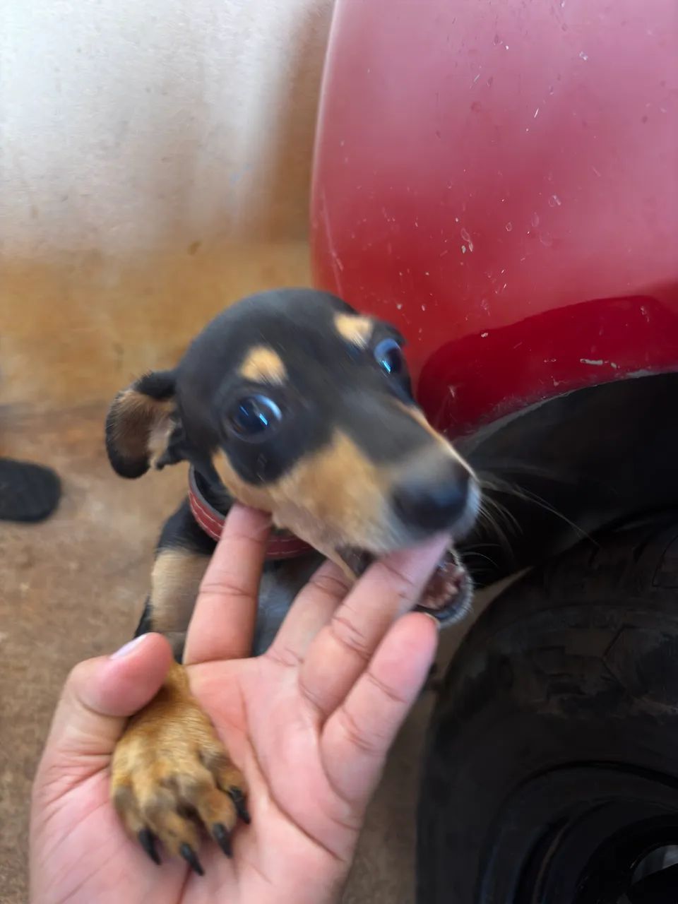 Vendo Pinscher  - Foto 3