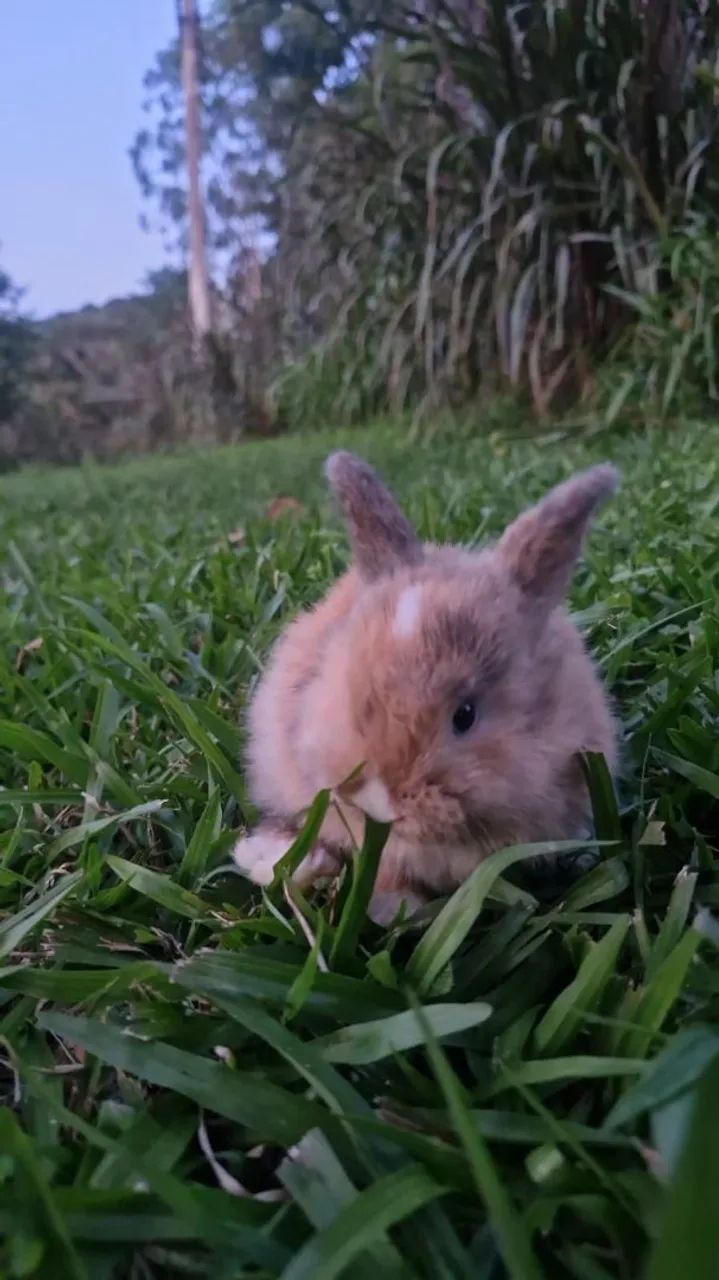 Mini coelhos.( raça mini lop) - Foto 2
