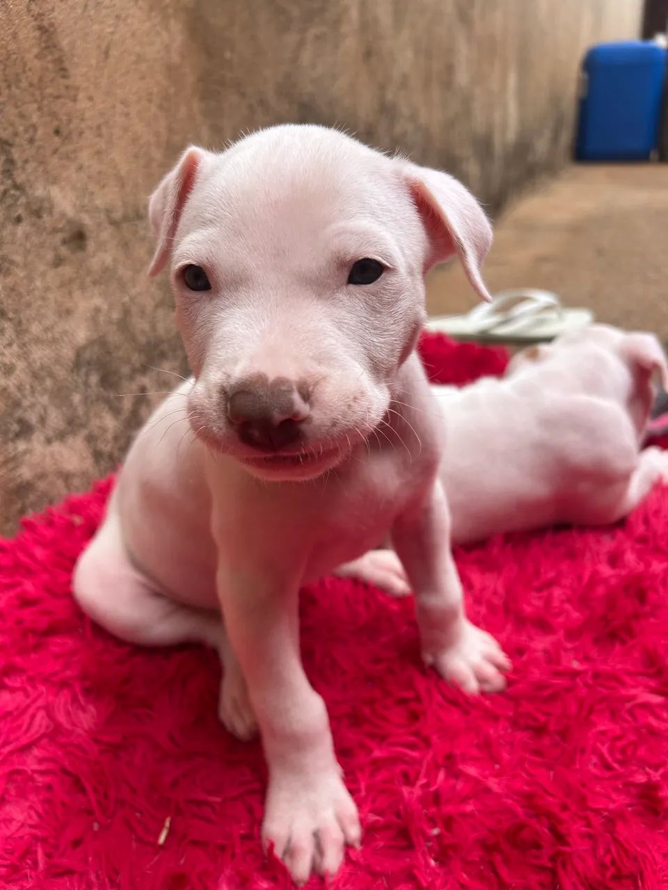 Filhotes Pitbull  - Foto 4