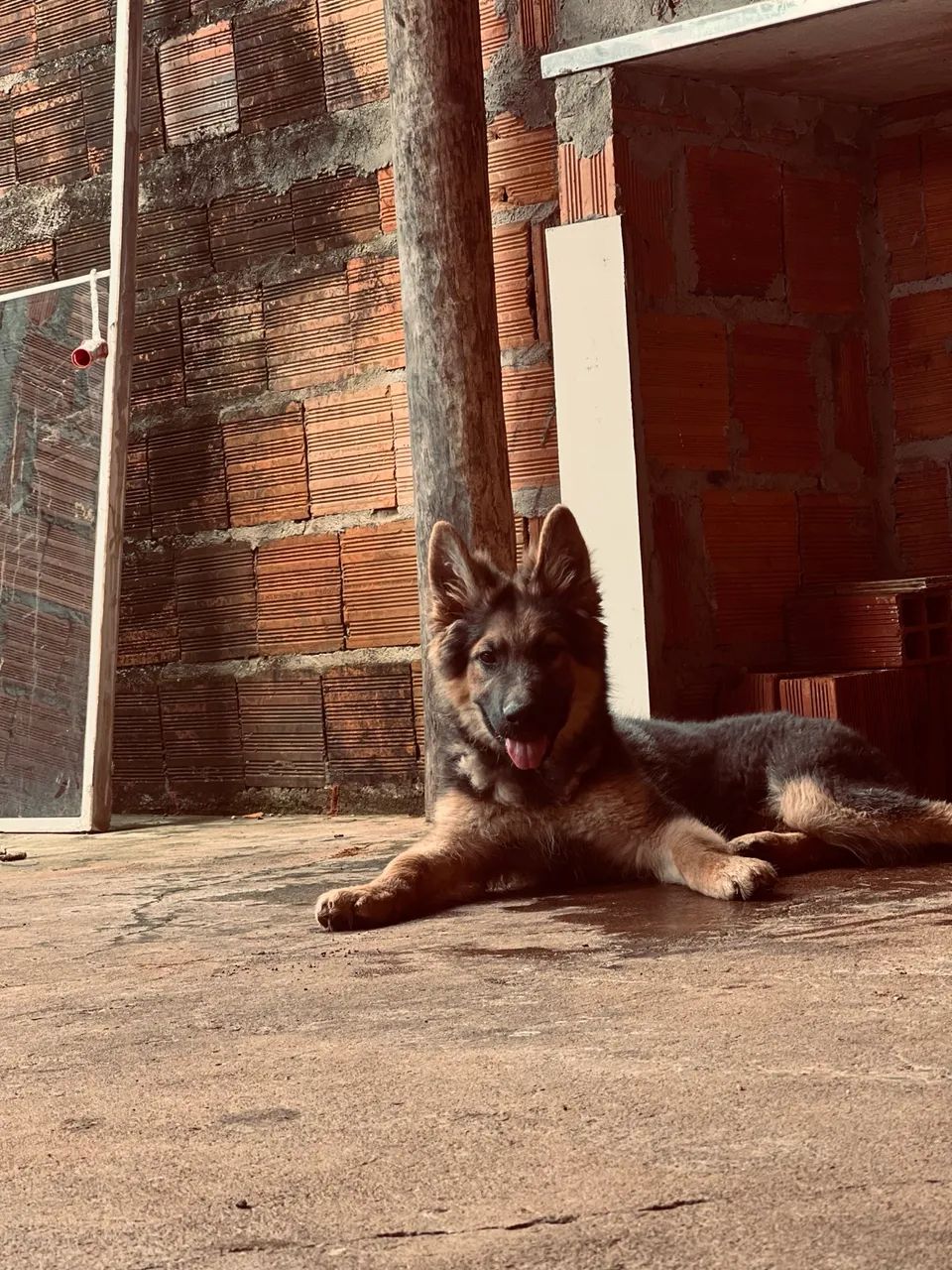 Pastor alemão fêmea 3 meses  - Foto 4