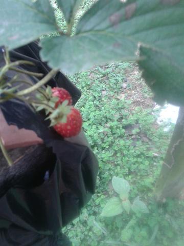 Mudas de morango - Foto 2