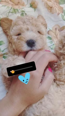 Poodle número 1