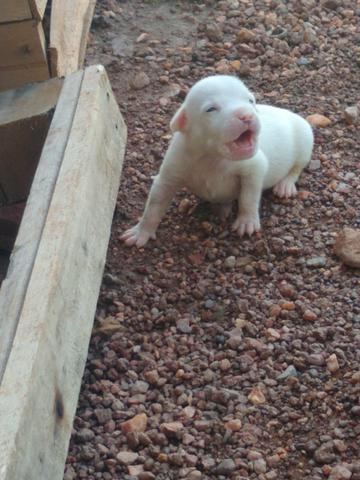 Filhotes PitBull com American Bully - Foto 2