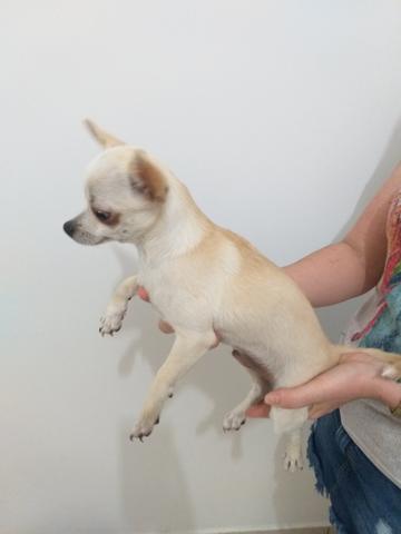 Vendo Chihuahua - Foto 2