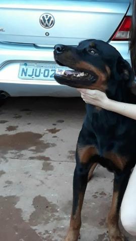 Hottweiler