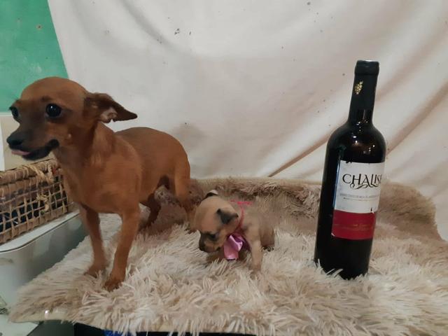 Pinscher zero puro só 350 - Foto 5