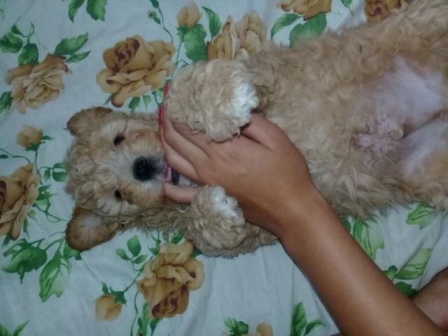 Poodle número 1 - Foto 4