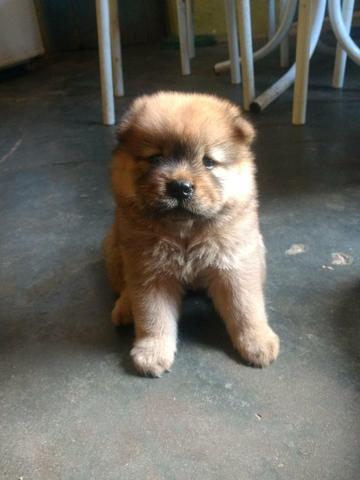 Vendo filhotes Chow Chow! - Foto 3