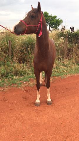 Mangalarga Paulista