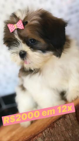 Shih tzus mais lindos e com garantia - Foto 2