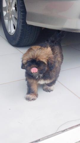 Vende-se cachorro Shitszu (fêmea) urgente - Foto 3