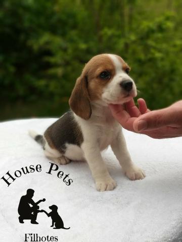Beagle chamar no what's para informações * - Foto 2