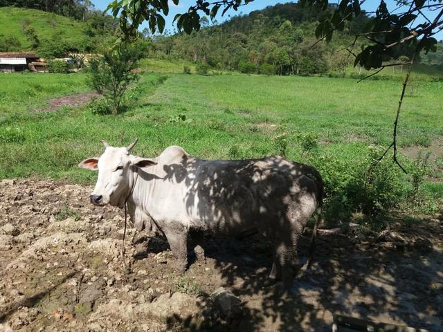 Vendo gado - Foto 4