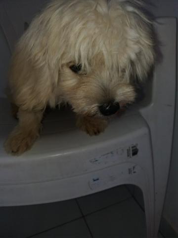 Vendo fem. pooble 3 meses