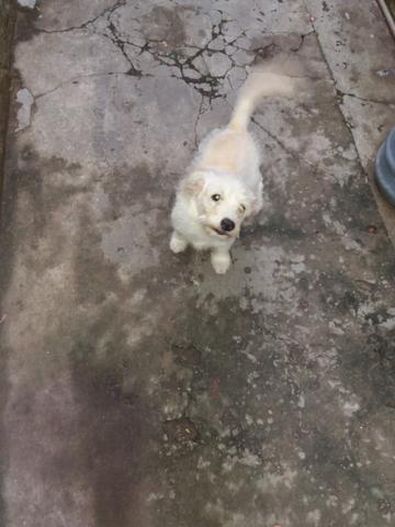 Vendo fem. pooble 3 meses - Foto 2