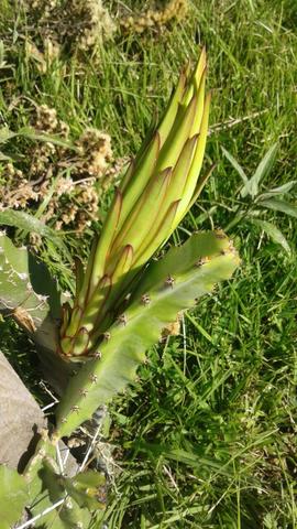 Pitaya - Foto 2