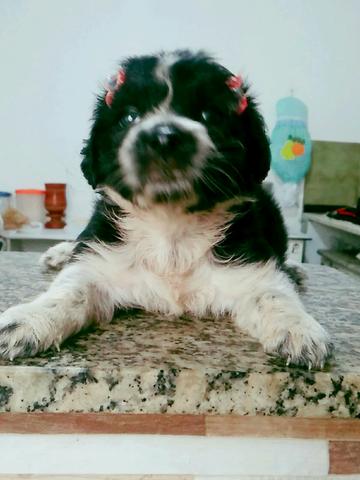 Poodle fêmea