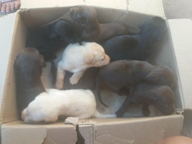 Vendo ou troco Lindos filhotes de Labrador - Foto 5