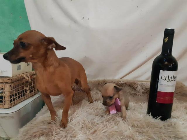 Pinscher zero pura 350 - Foto 3