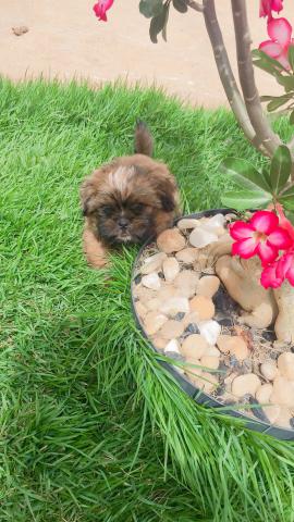 Vende-se cachorro Shitszu (fêmea) urgente - Foto 6