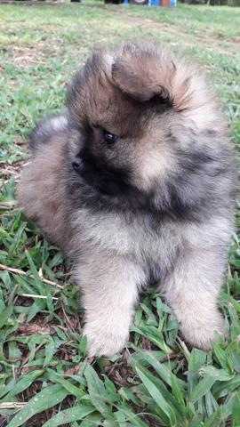 Spitz Alemão anão macho - Foto 3