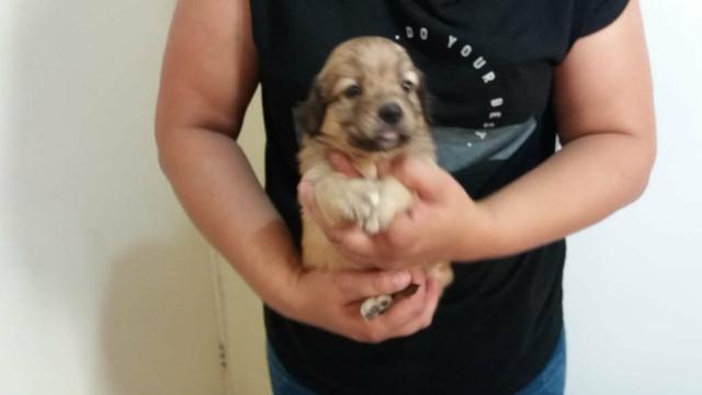 CUIDA!!! filhotes de poodle chocolate com maltês em promoção entrego - Foto 2